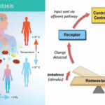 Homeostasis