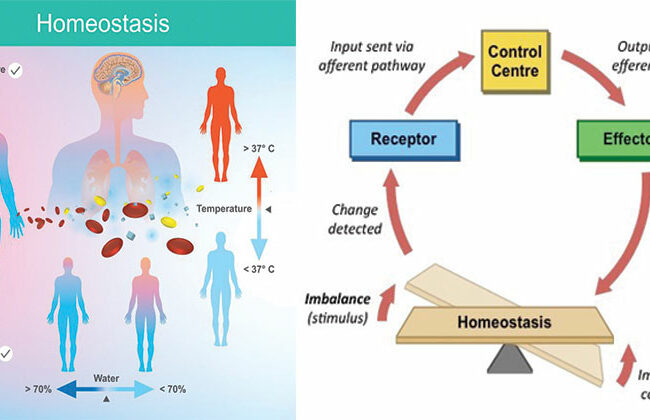 Homeostasis