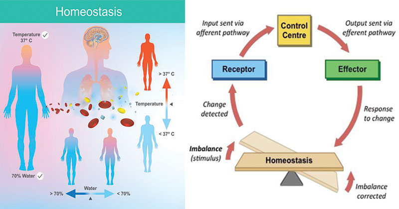 Homeostasis