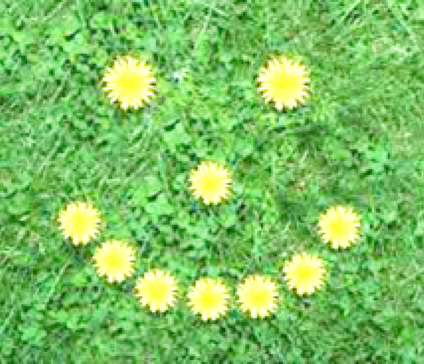 Easy ways students can go Green