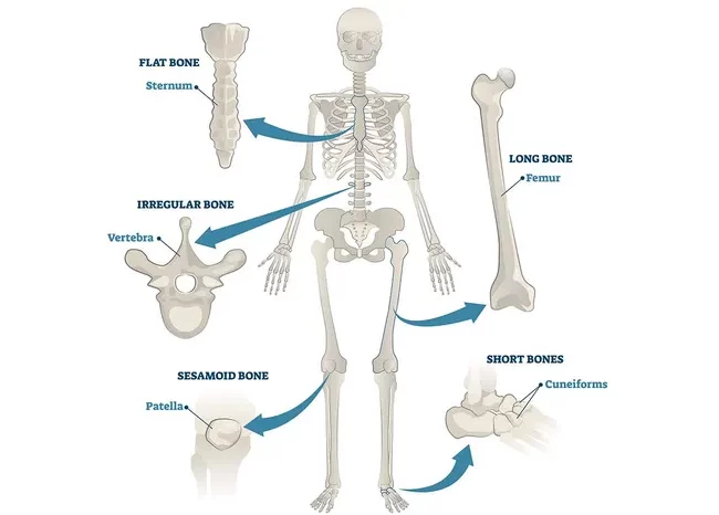 How the skeleton works