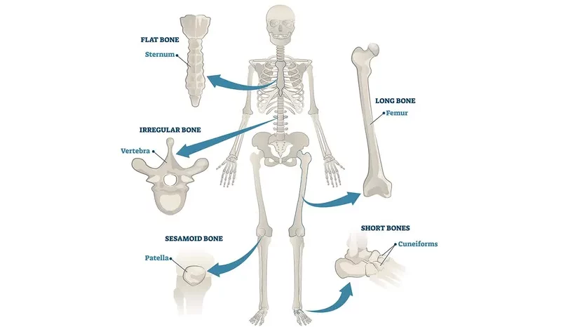 How the skeleton works