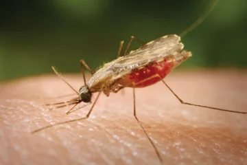 What you need to know about Malaria