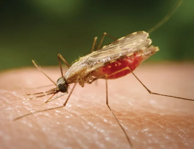 What you need to know about Malaria