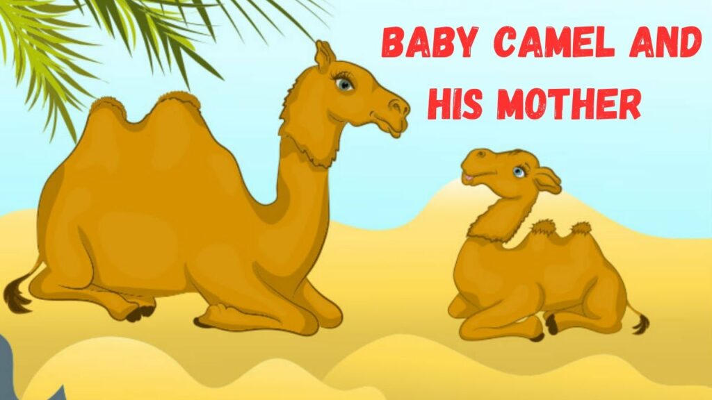 The Camel and the baby