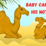 The Camel and the baby