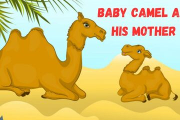 The Camel and the baby