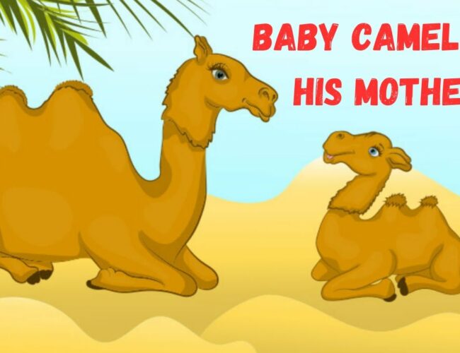 The Camel and the baby