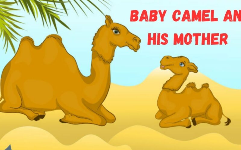 The Camel and the baby