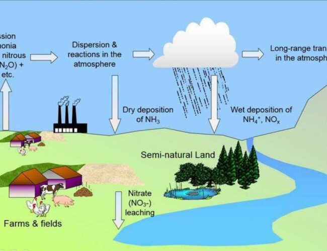 The effects of pollution