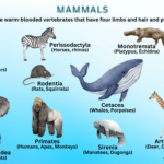 Types of Mammals