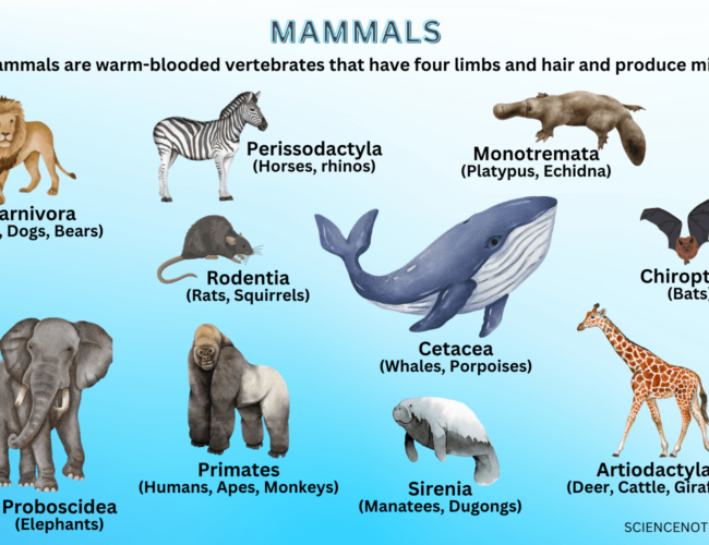 Types of Mammals