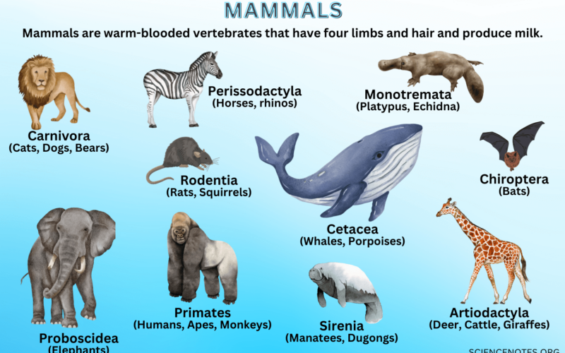 Types of Mammals