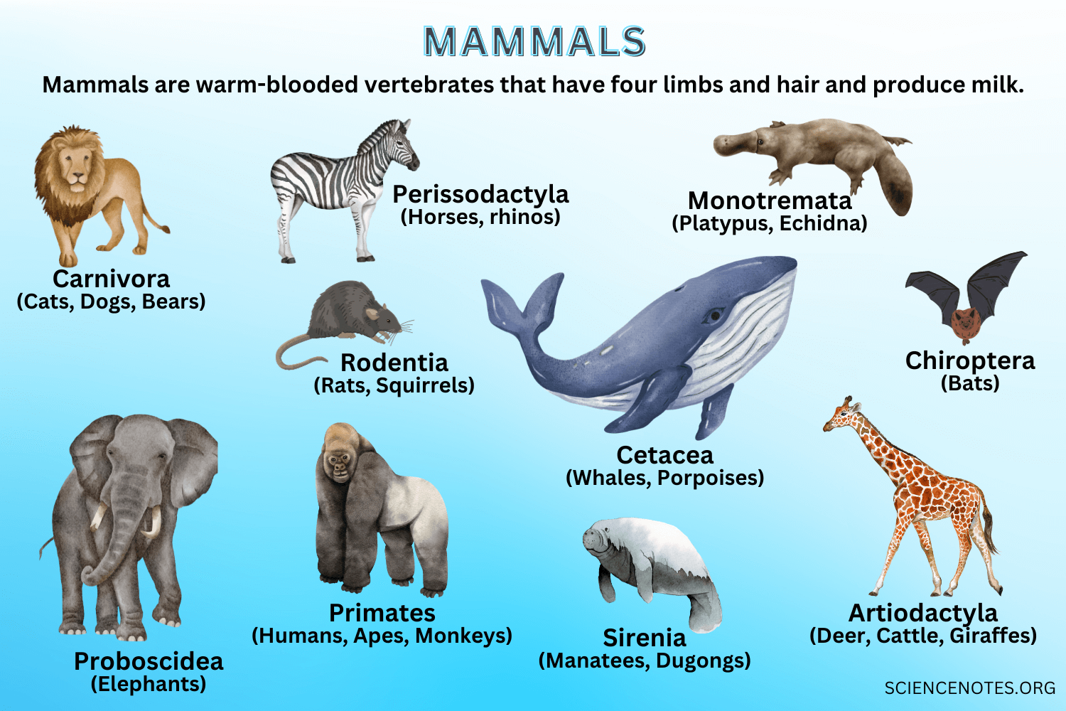 Types of Mammals - Teen Trust News