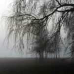 The mysterious Willow Wood