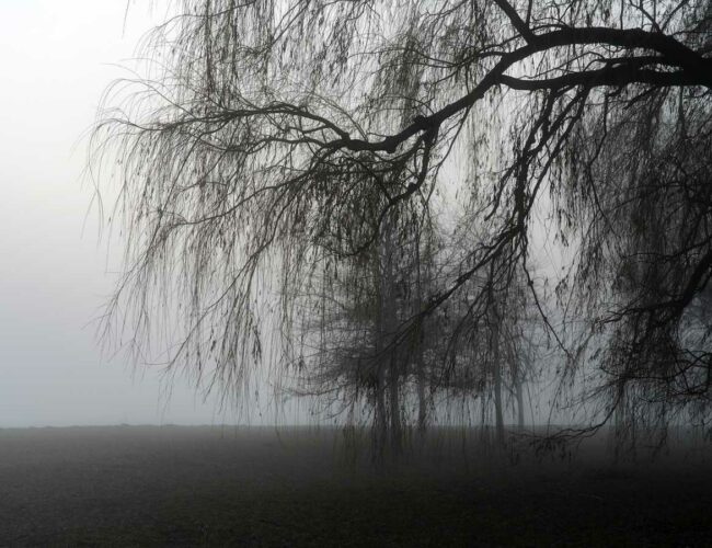 The mysterious Willow Wood