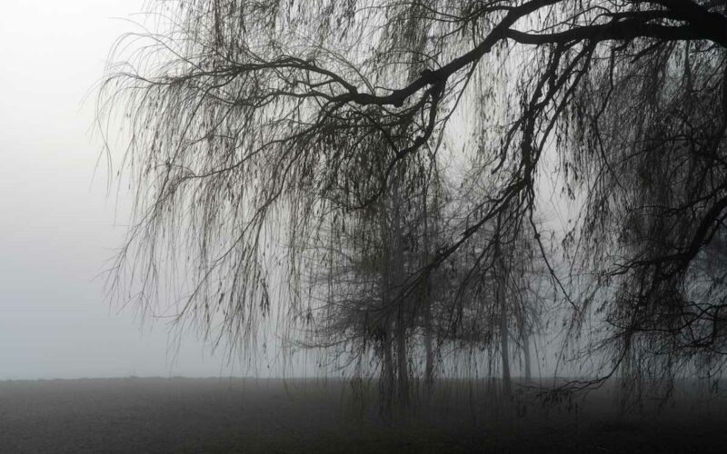 The mysterious Willow Wood