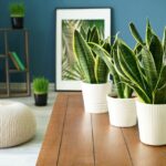 House Plants for cleaner Air