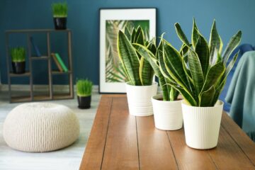 House Plants for cleaner Air