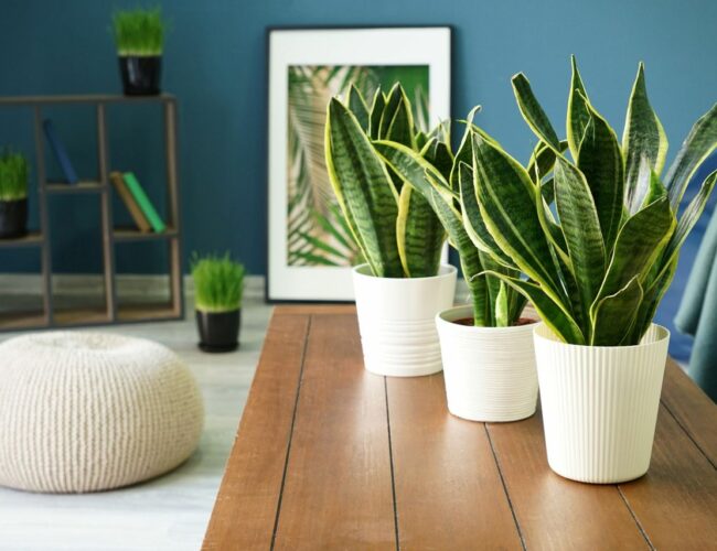 House Plants for cleaner Air