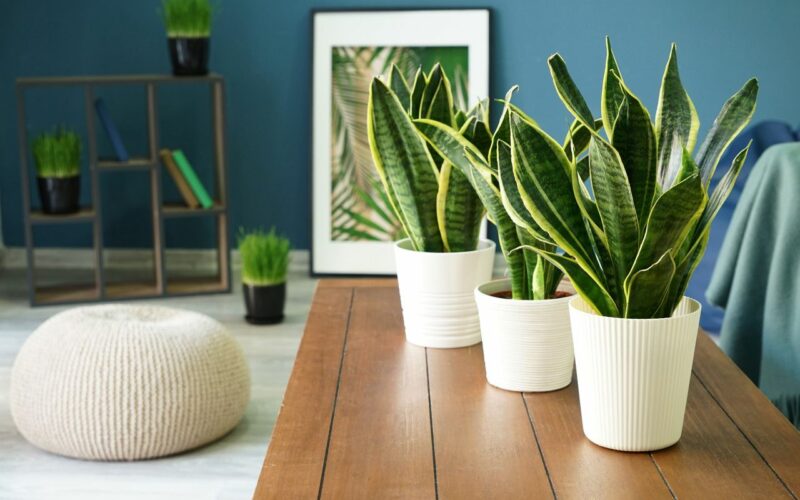 House Plants for cleaner Air