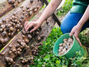 How to make money as a Snail farmer: A Teenager’s Guide