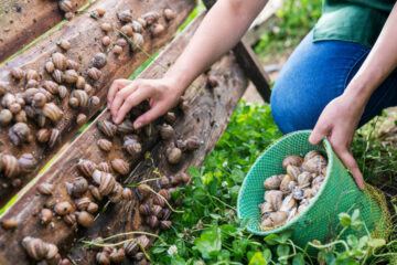 How to make money as a Snail farmer: A Teenager’s Guide