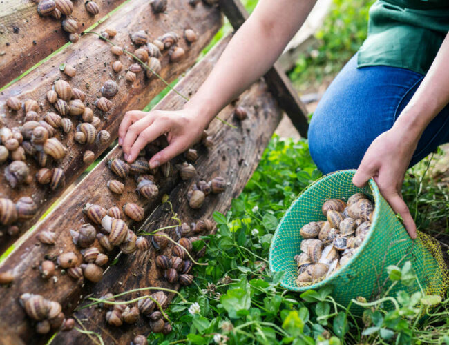 How to make money as a Snail farmer: A Teenager’s Guide