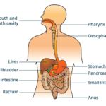 Facts about the digestive system