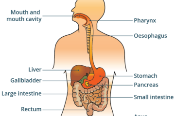 Facts about the digestive system