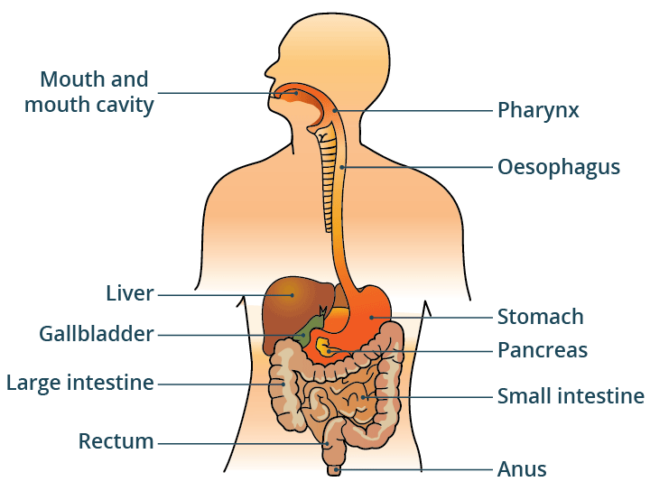 Facts about the digestive system