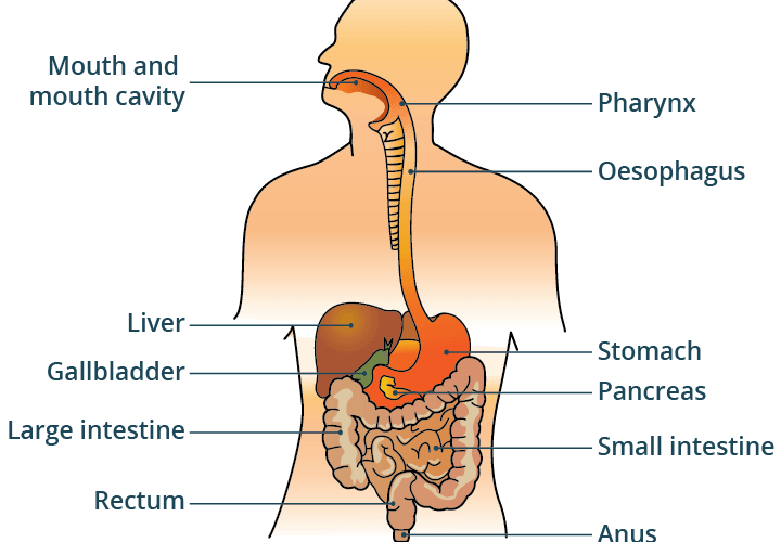 Facts about the digestive system