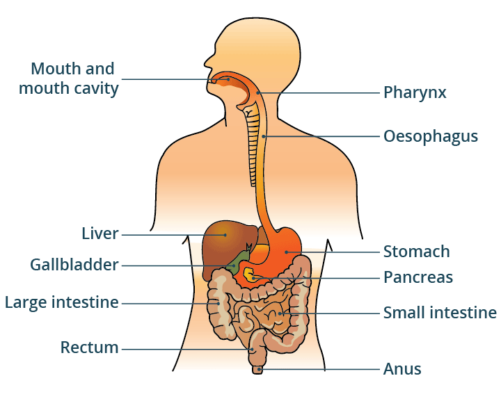 Facts about the digestive system