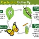 Life cycle of a caterpillar to a butterfly