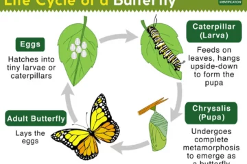 Life cycle of a caterpillar to a butterfly