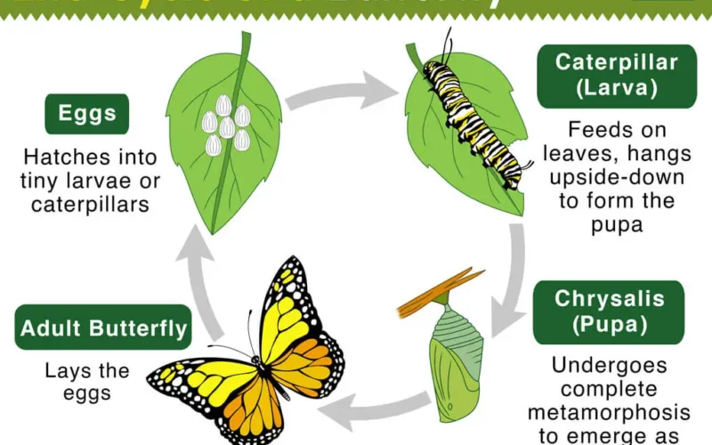 Life cycle of a caterpillar to a butterfly