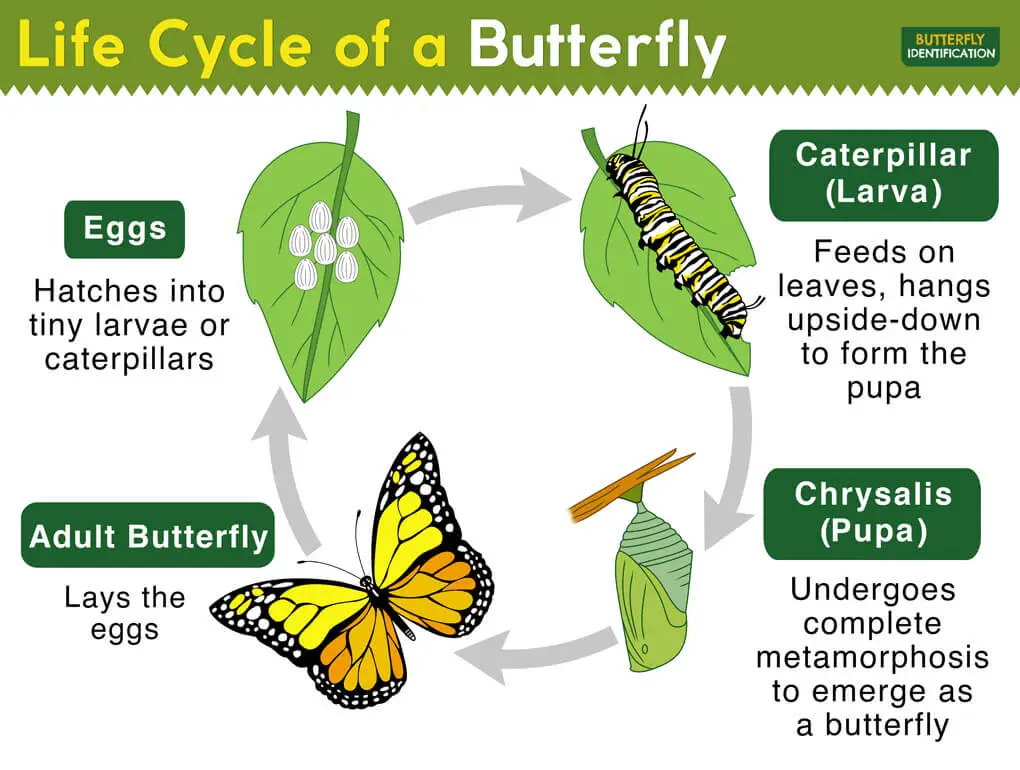 Life cycle of a caterpillar to a butterfly