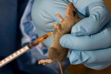 What you need to know about Lassa Fever