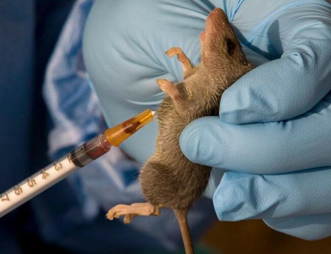 What you need to know about Lassa Fever