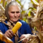 The old woman and the corn