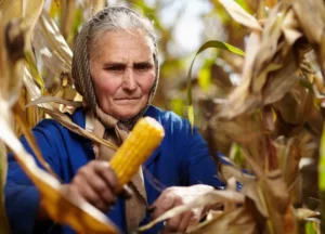 The old woman and the corn