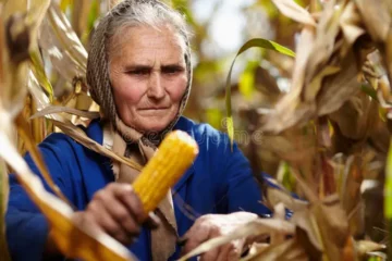 The old woman and the corn