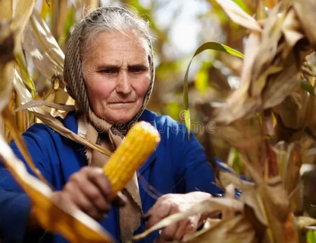 The old woman and the corn