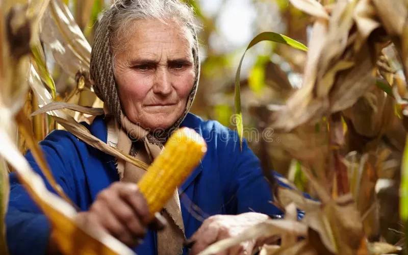 The old woman and the corn