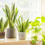 10 most easy-to-grow houseplants