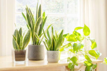 10 most easy-to-grow houseplants