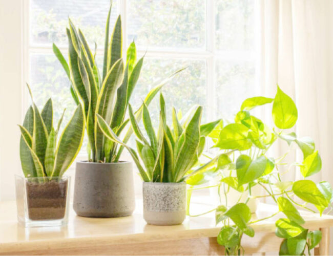 10 most easy-to-grow houseplants