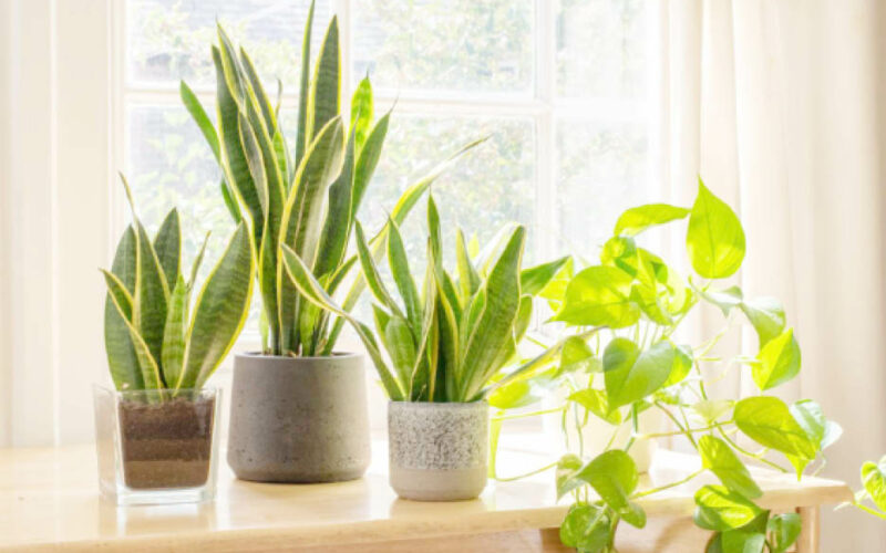 10 most easy-to-grow houseplants