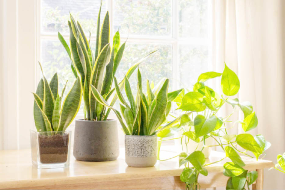 10 most easy-to-grow houseplants