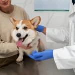 How to become a veterinarian